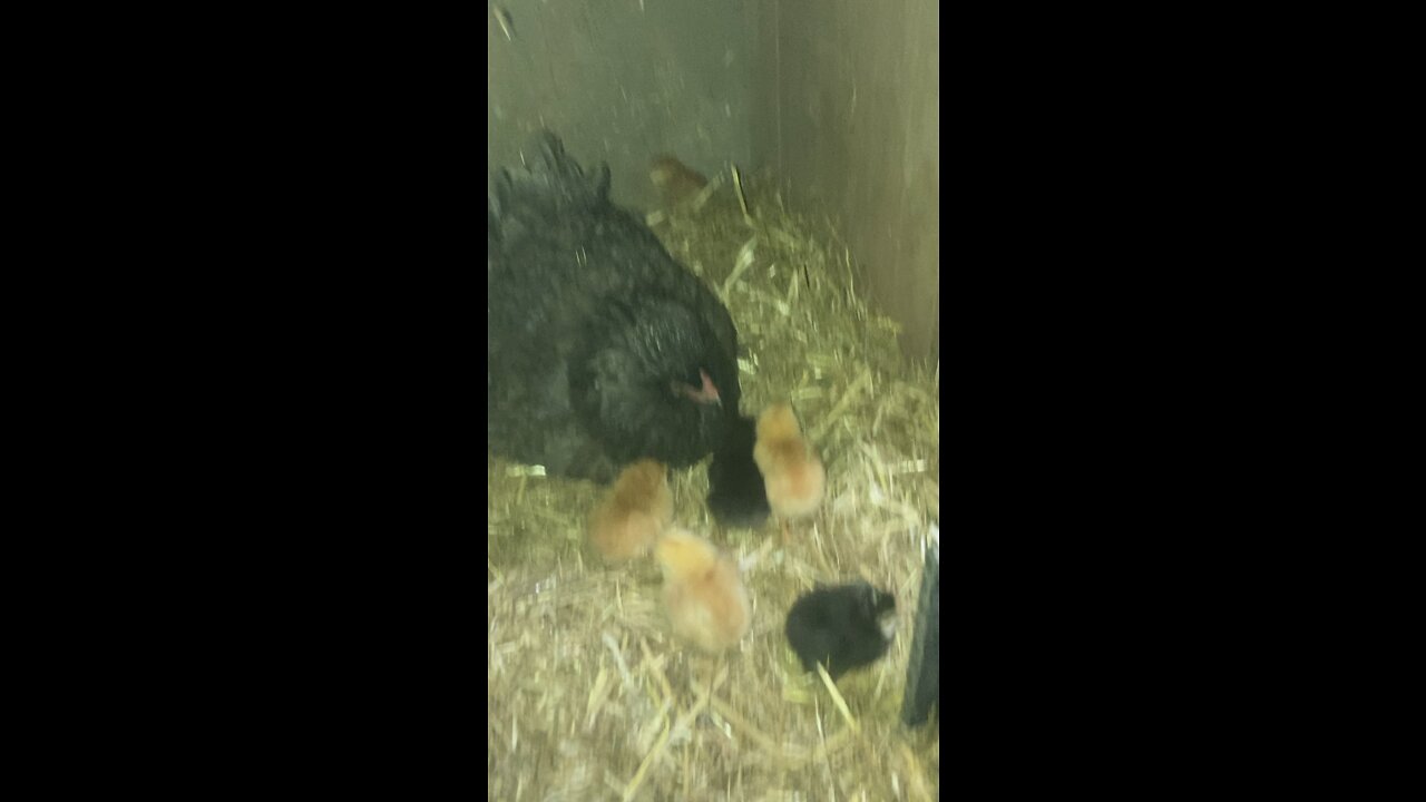 Mama hatched 6 eggs