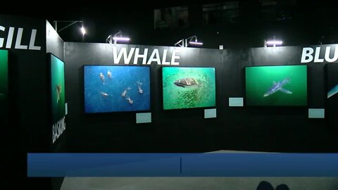 New temporary exhibit showcases plight of sharks opens at Mote Marine Aquarium