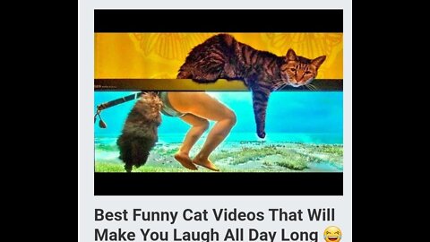 Best Funny Cat Videos That Will Make You Laugh All Day Long 😂😹