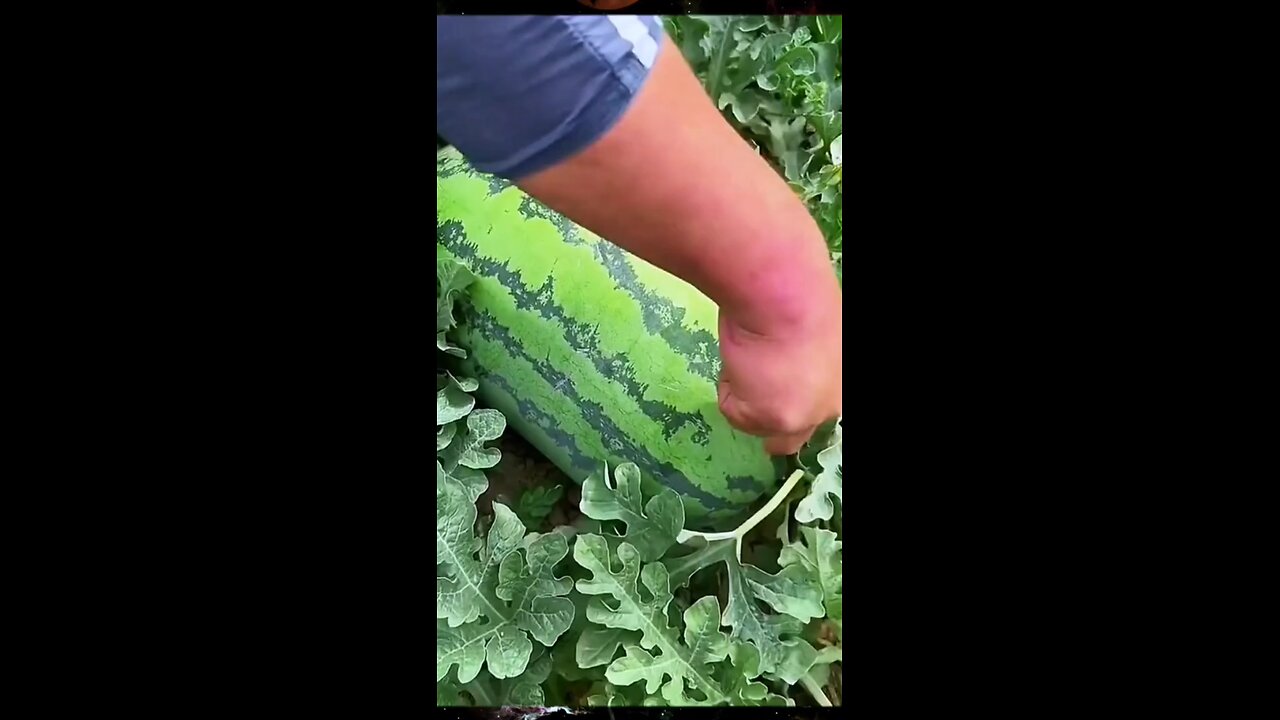 Fresh/Fruits
