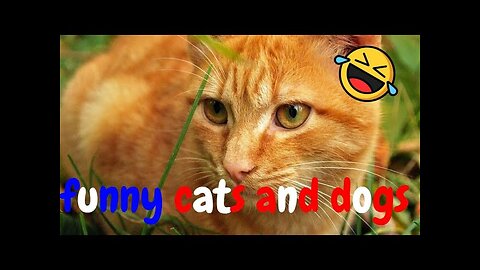 Funny Videos About Dogs and Cats Cute Moments Of Dogs And Cats