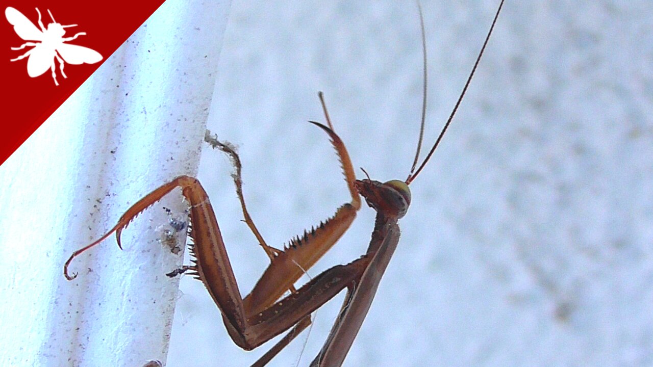 Golden Mantis religiosa