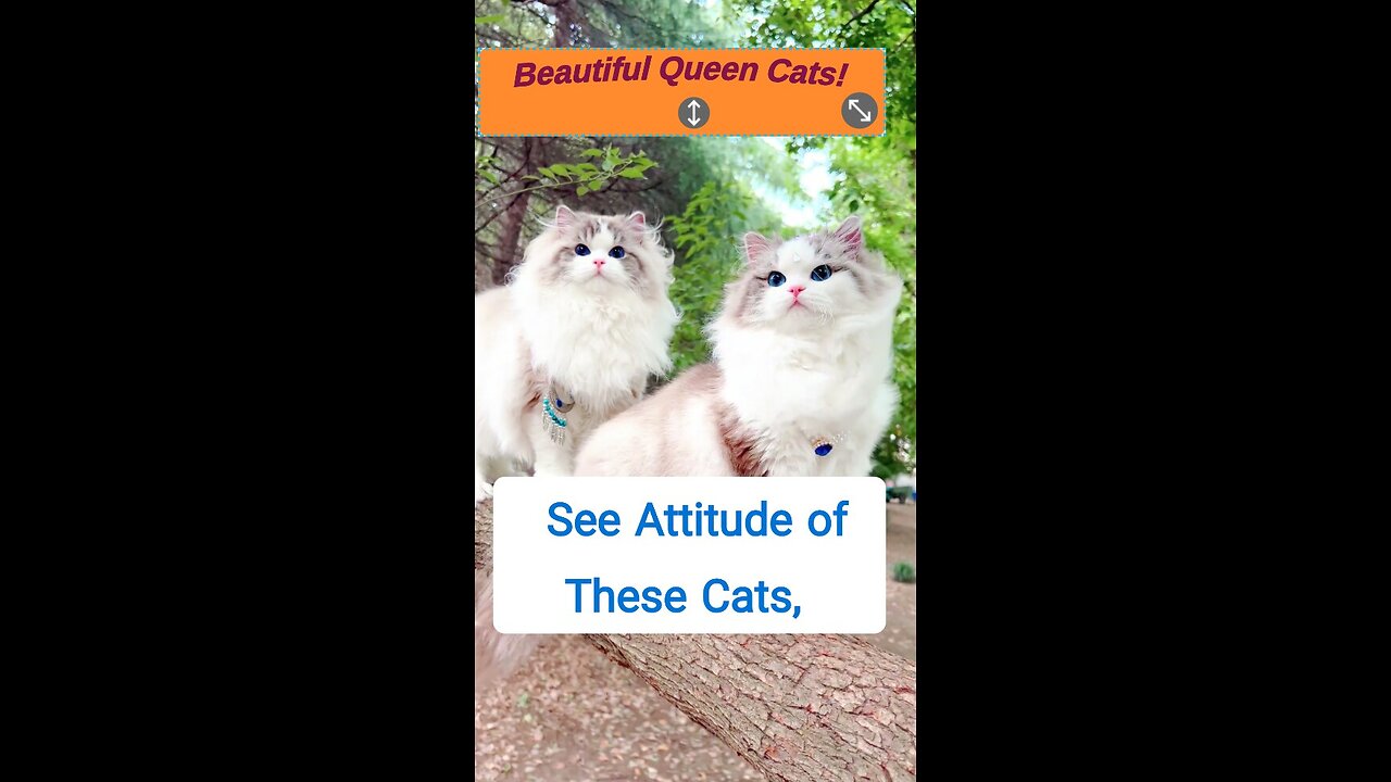 Beautiful Queen Cats, Shiny look. Enjoyable video for Animal Lovers.