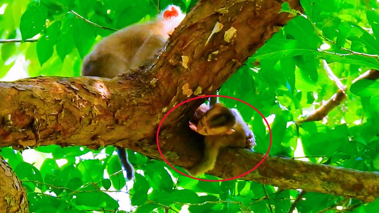 Baby monkey Rainbow falling from tree