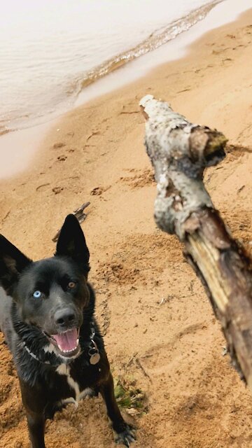 Cooling off in Lake Superior