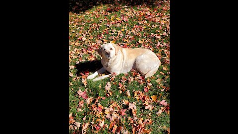 Chamois, "Autumn Leaves" and Indian Summer