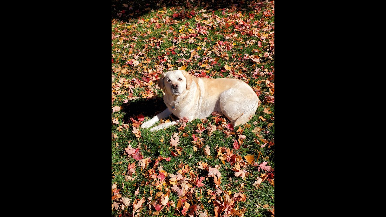 Chamois, "Autumn Leaves" and Indian Summer