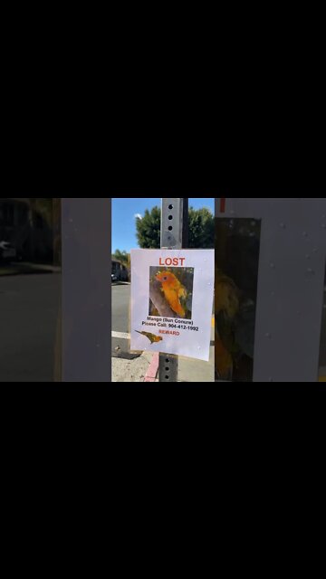 Video Matt: Pet Detective