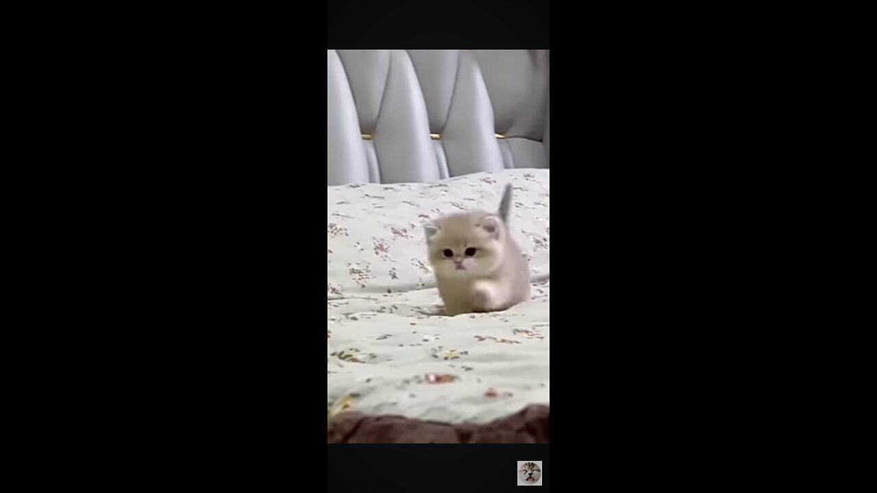 so cute cat# please like the video