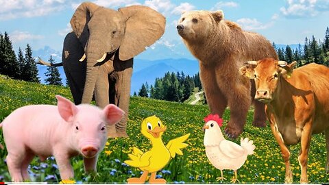 Relaxing animal sounds, farm animals, zoo animals - Elephant, Giraffe, Goat, Buffalo