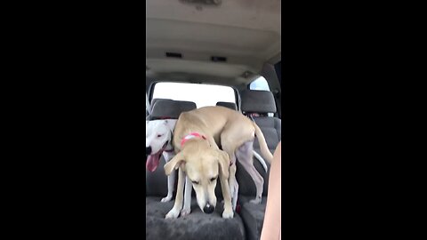 Dogs in Cars