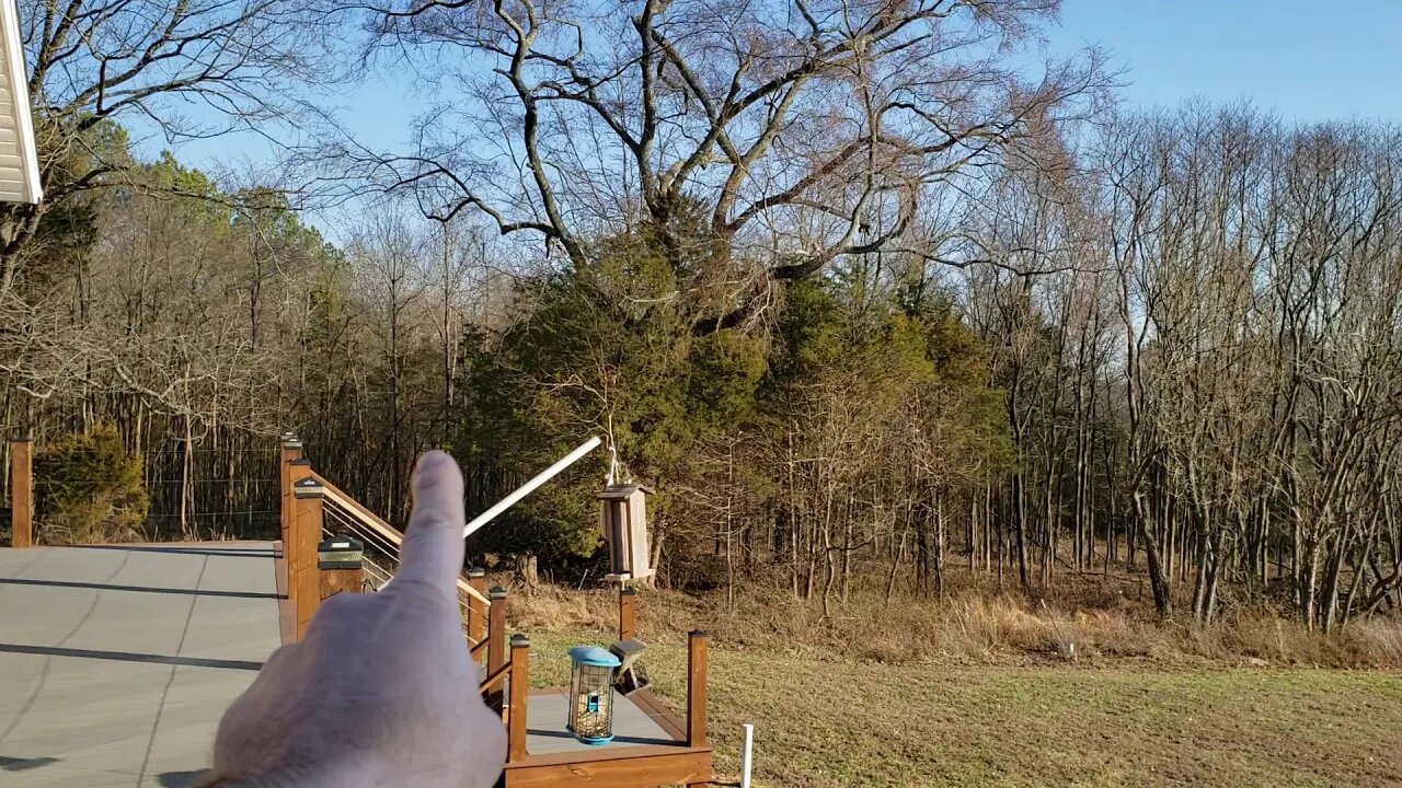Should we clear this 1/2 acre (or more) on our homestead for animals?