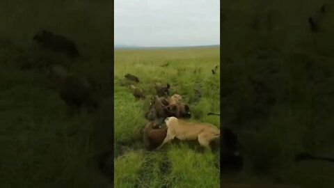 Lioness attacked by a hyena pack only for backup to arrive #shorts #lions #hyenas