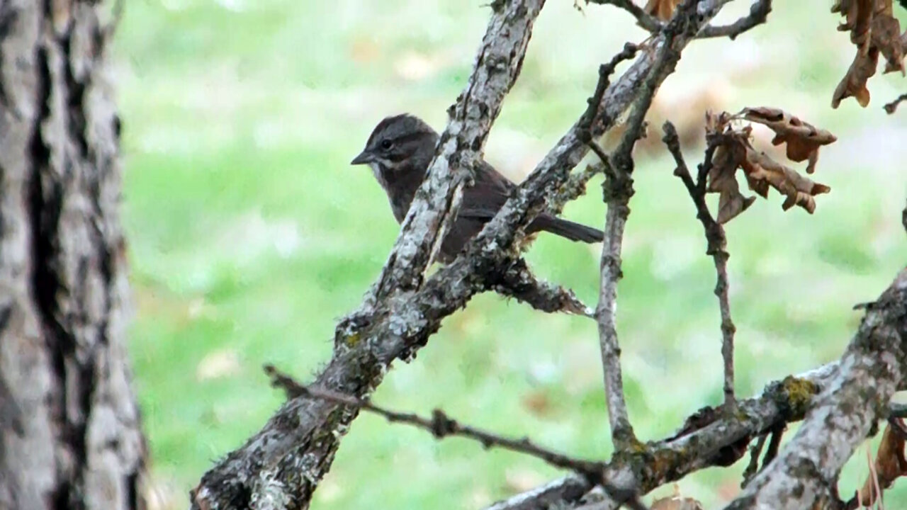 Song Sparrow