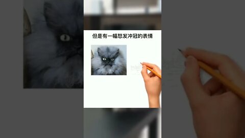 盘点那些火爆全球的喵星人！#萌宠#喵星人#猫#猫咪#科普知识