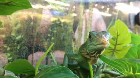 Green Iguana sitting in cage looking at you