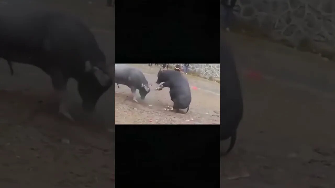 Dangerous fight 😱 #shorts
