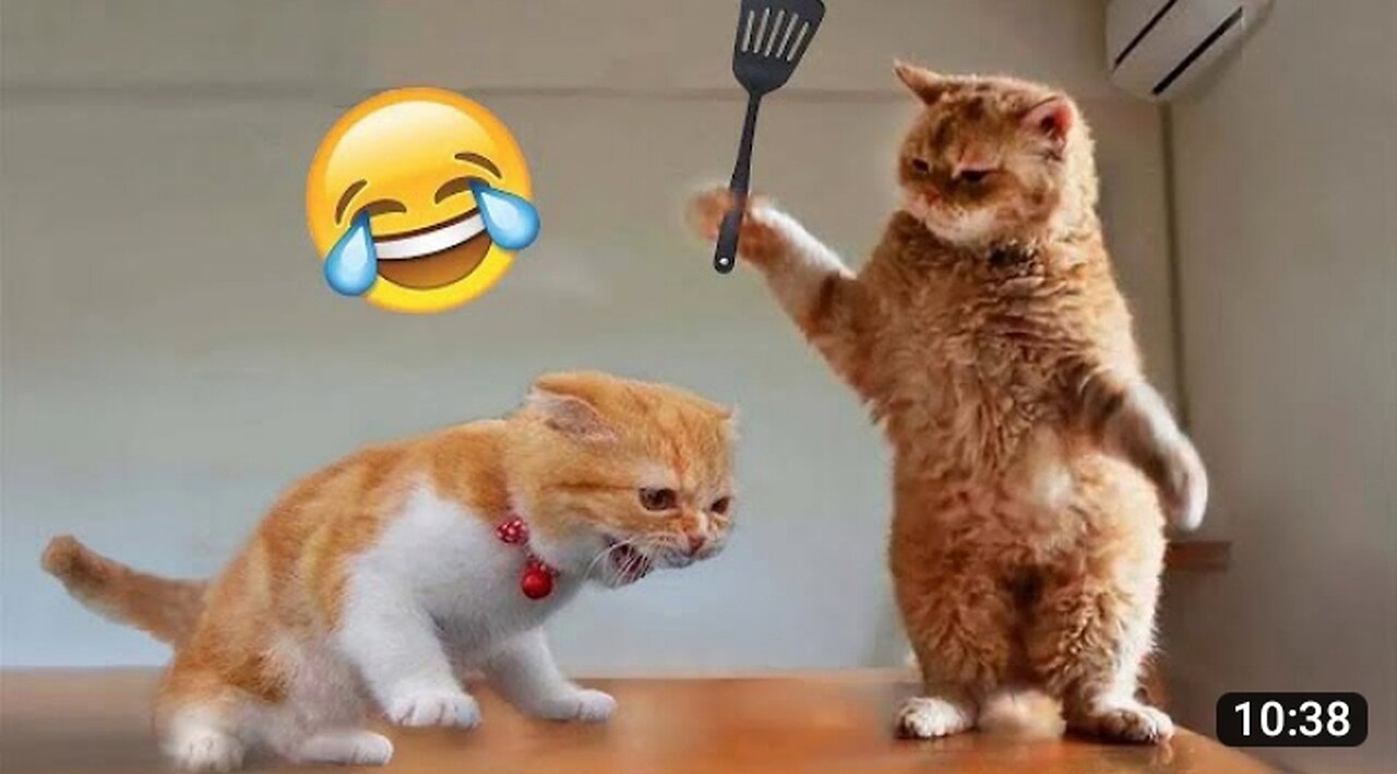 Funniest Animals 2023 😂 Funniest Cats and Dogs 😺🐶