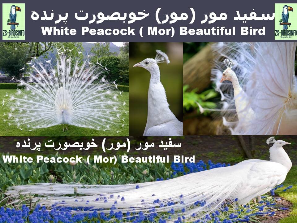 White Peacock Mór in Pakistan #bird #peacock #bird #chakor #australiandove #chinadove