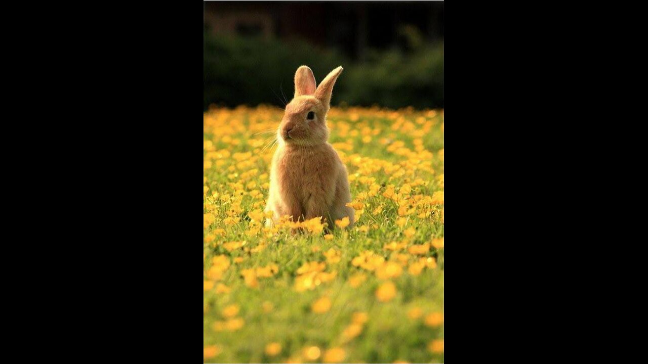 Cute Rabbits in a ground. looking Soo beautiful and Amazing.