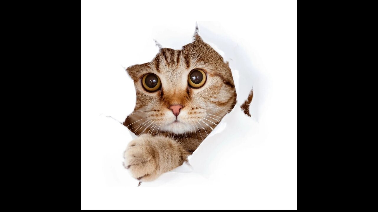 cute kitten videos short leg cat- KimsKennelUS