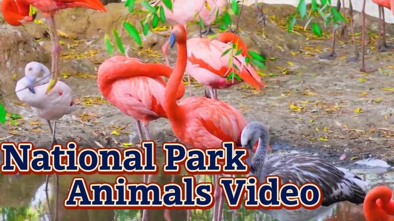 National Park Animals Video Serengeti National Park - Relaxing Music With African Wildlife