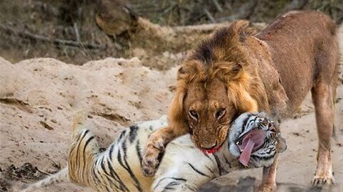 8 Times Wild Animals Surrounds Its Prey So It Can't Escape