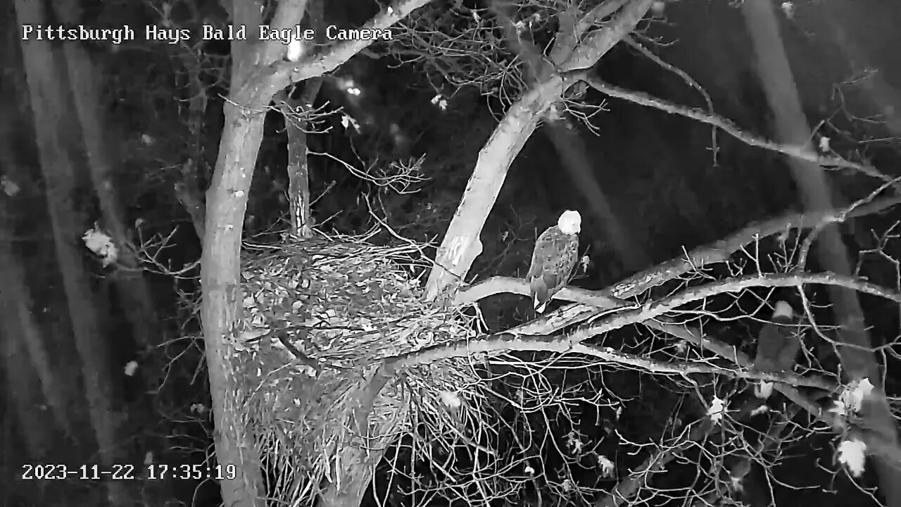 Hays Eagles Mom first time Roosting in Nest Tree with V 11.22.23