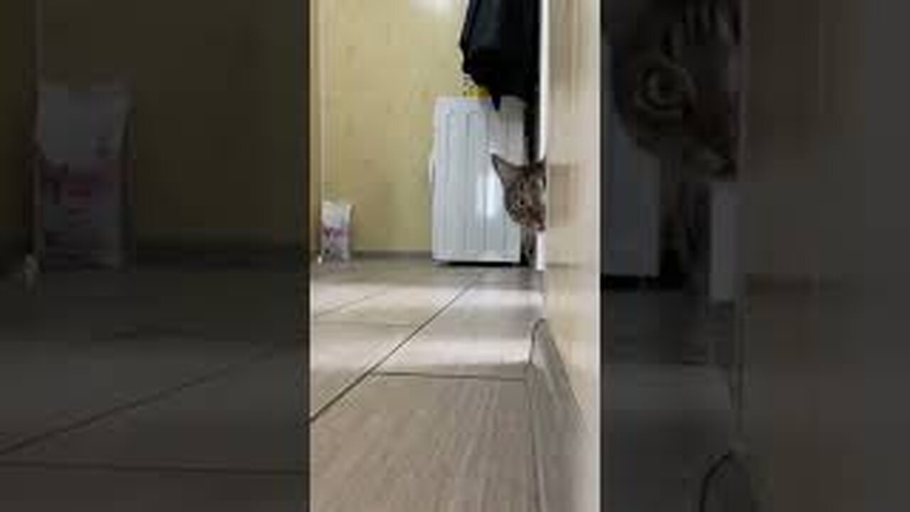 Funny cat video 😂😂😂😂