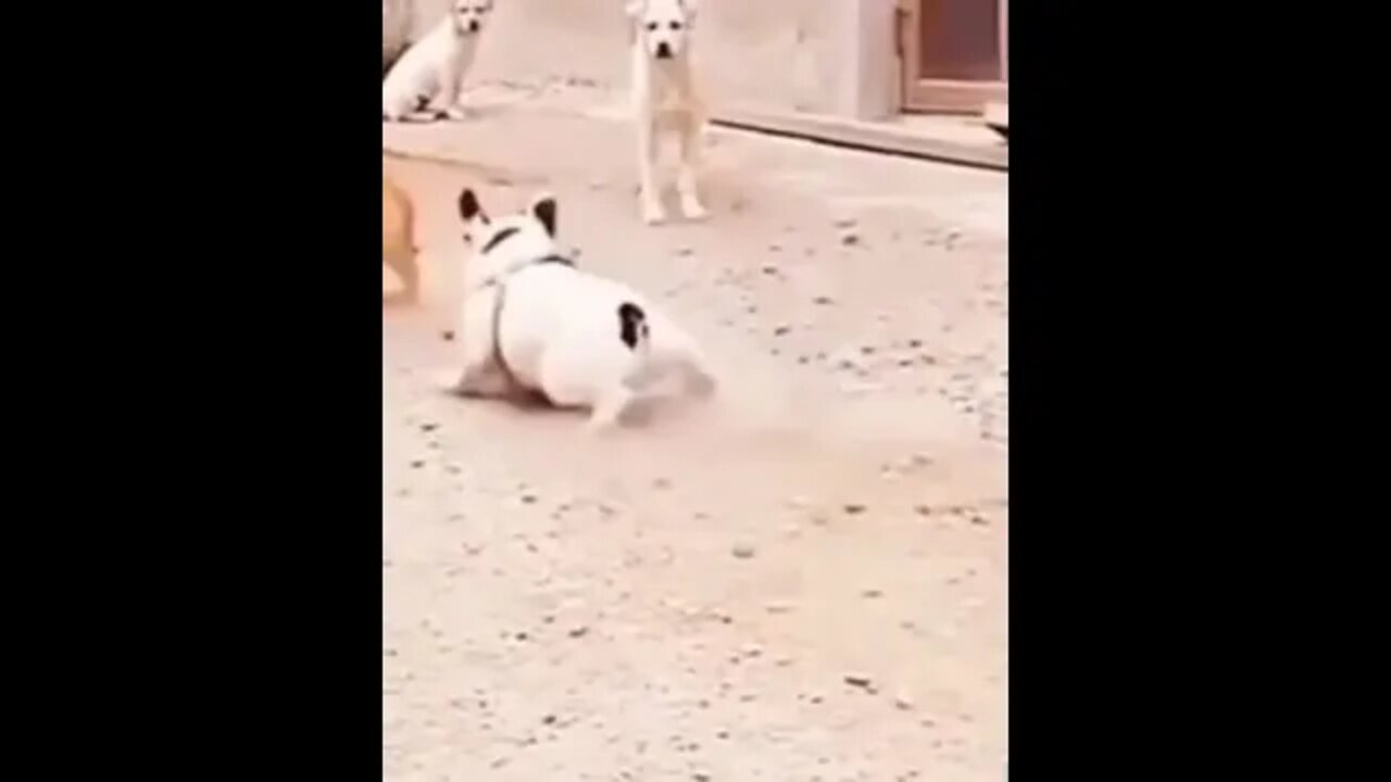 Dog funny fight 🤣🤣