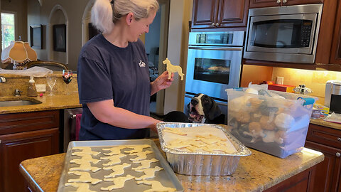 Funny Great Dane Is So Excited About Dog Cookie Decorating Party