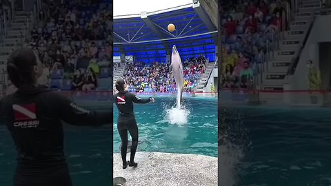 The Ultimate Dolphin Intelligence Compilation Video 2023!🐬🐬🐬