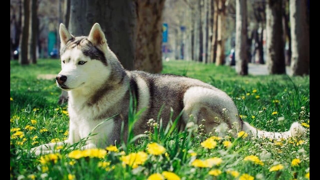 7. Canadian Eskimo Dog – $8,750