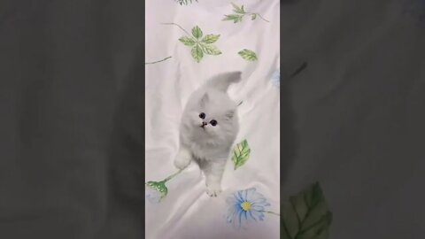 Funny & Cute Dog Compilation TikTok #shorts 😻1080p