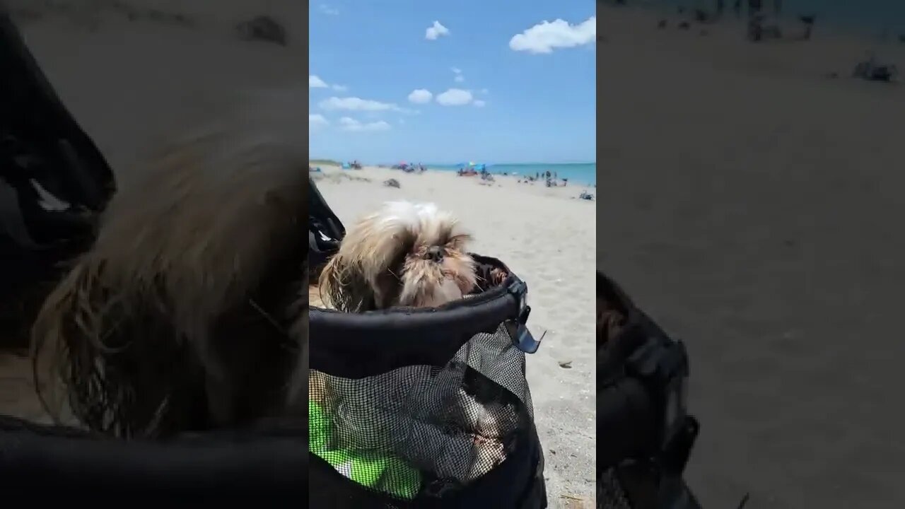 Gizmo at the beach.