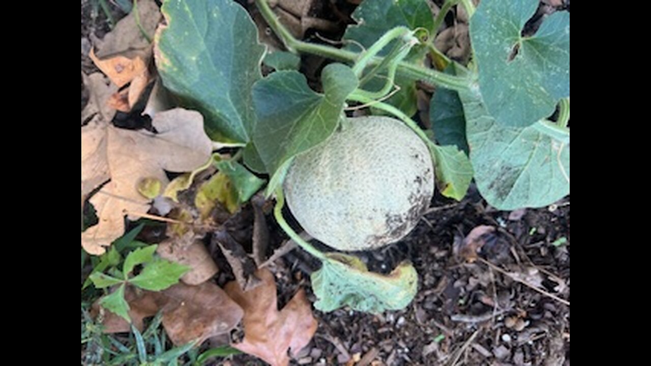 Cantaloupe growing in compost pile (surprised)