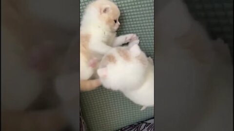 Pretty kittens fighting funny #shorts #kitten