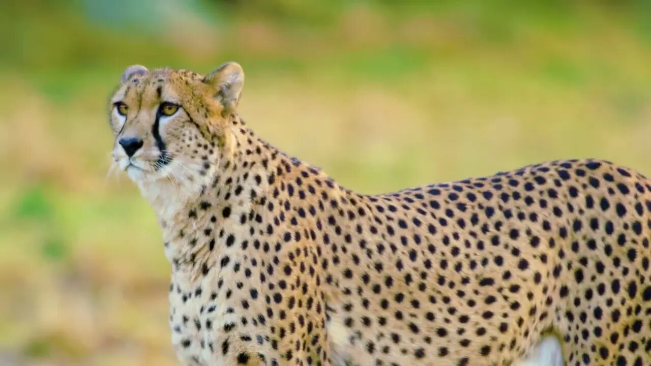 Cheetah mother with cubs looks after enemies or prey