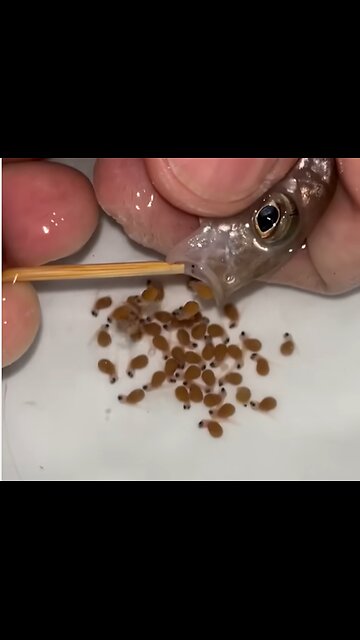 Mouthbrooding Marvel: Emperor Fish Giving Birth to Babies from the Mouth