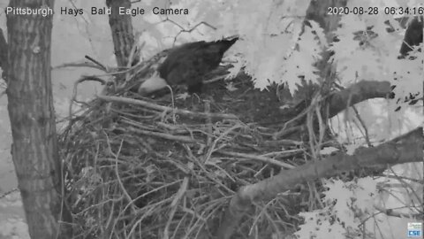Hays Eagles Dad and Mom nestorations in the nest 2020 08 28 627AM