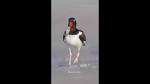 A lot ng neck sea bird opening an oyster shell