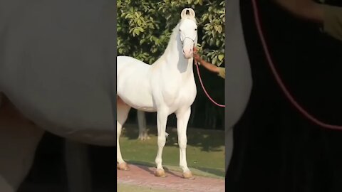 Nossa que animal lindo