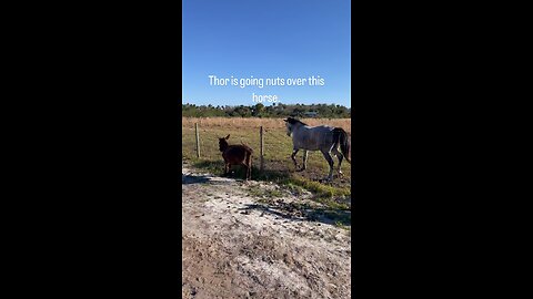 Thor the mini Donkey chasing his girlfriend