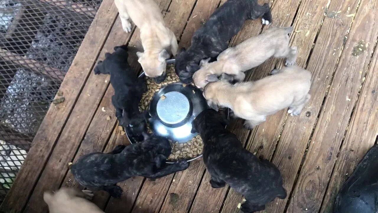 Justice x Halo pups (Born Jan 2, 2021)