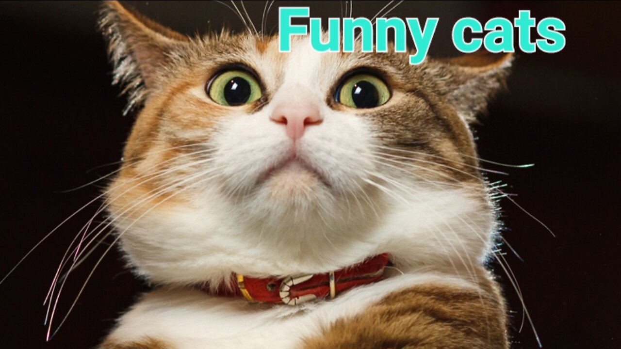 Cats fuuny faces with funny moment