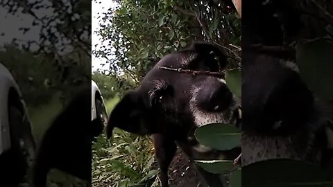 My Dog Enjoying Some Saskatoon Berries 🥰😍