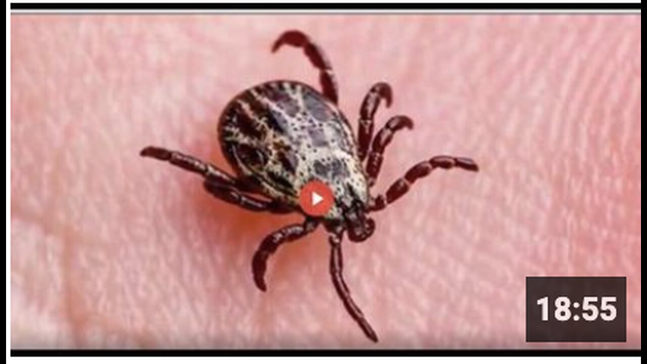 Dr Sam Bailey - The Lyme Disease LIE Exposed!