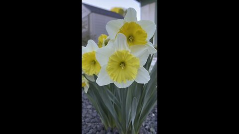 San Francisco East Bay Flowers