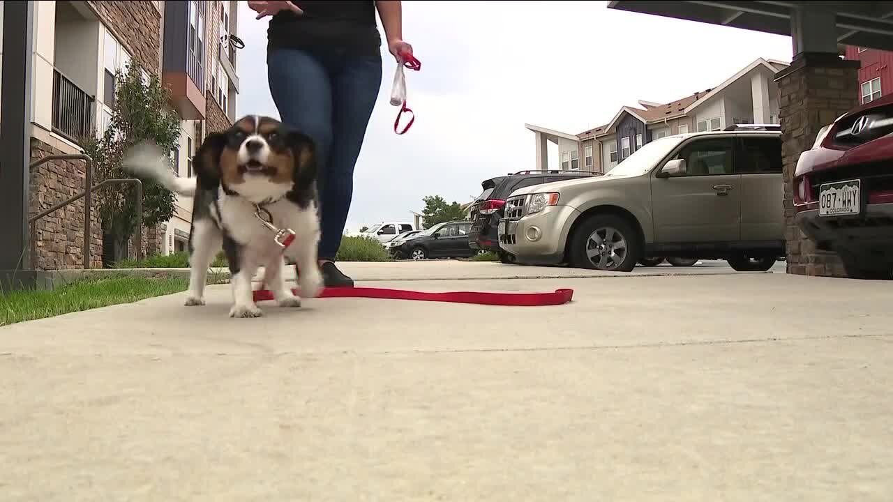 Woman's 2-year-old dog saved by complete stranger who paid for vet bills