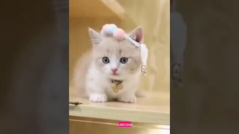 cute cat videos 😹 funny videos 😂 946 😻#shorts #shortsfunny #cutecat #catvideos #cats #catscare #cat